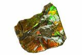 Iridescent Ammolite (Fossil Ammonite Shell) - Alberta, Canada #143620-1